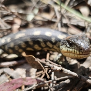 Tiliqua nigrolutea at Captains Flat, NSW - 24 Oct 2023