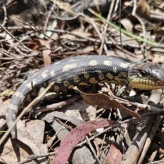 Tiliqua nigrolutea at Captains Flat, NSW - 24 Oct 2023