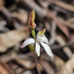 Caladenia moschata (Musky Caps) at Captains Flat, NSW - 24 Oct 2023 by Csteele4