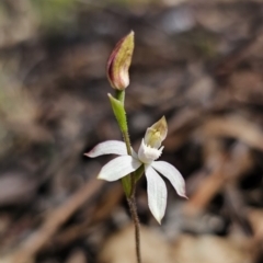 Caladenia moschata at Captains Flat, NSW - 24 Oct 2023