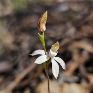 Caladenia moschata at Captains Flat, NSW - 24 Oct 2023