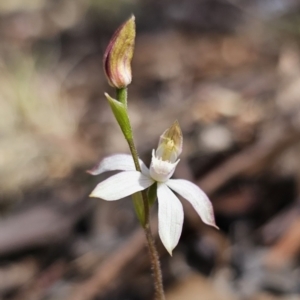 Caladenia moschata at Captains Flat, NSW - 24 Oct 2023