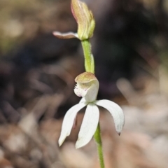 Caladenia moschata at Captains Flat, NSW - 24 Oct 2023