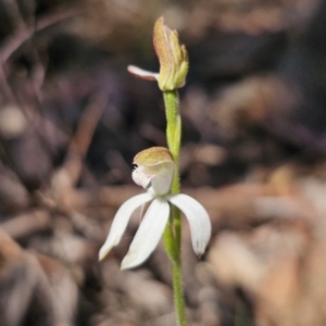 Caladenia moschata at Captains Flat, NSW - 24 Oct 2023