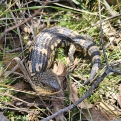 Tiliqua nigrolutea (Blotched Blue-tongue) at Captains Flat, NSW - 24 Oct 2023 by Csteele4