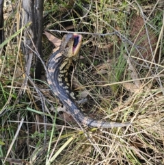 Tiliqua nigrolutea at Captains Flat, NSW - 24 Oct 2023 12:24 PM