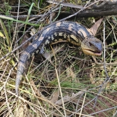 Tiliqua nigrolutea at Captains Flat, NSW - 24 Oct 2023