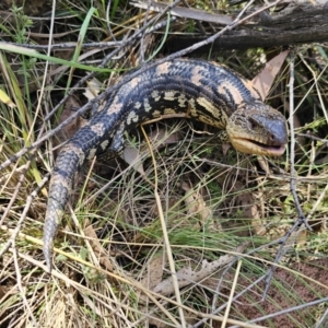 Tiliqua nigrolutea at Captains Flat, NSW - 24 Oct 2023 12:24 PM