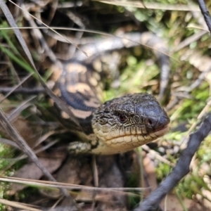 Tiliqua nigrolutea at Captains Flat, NSW - 24 Oct 2023 12:24 PM