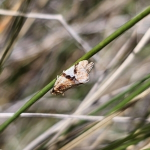 Epitymbia isoscelana at Captains Flat, NSW - 23 Oct 2023