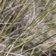 Epitymbia isoscelana at Captains Flat, NSW - 23 Oct 2023