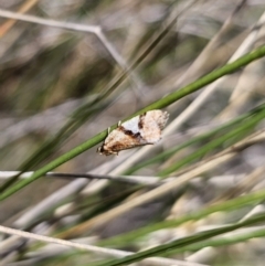 Epitymbia isoscelana at Captains Flat, NSW - 23 Oct 2023