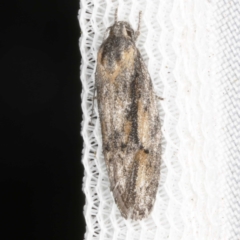 Agriophara discobola (A Flat-bodied moth (Depressidae) at O'Connor, ACT - 21 Oct 2023 by ibaird