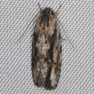 Agriophara discobola at O'Connor, ACT - 21 Oct 2023