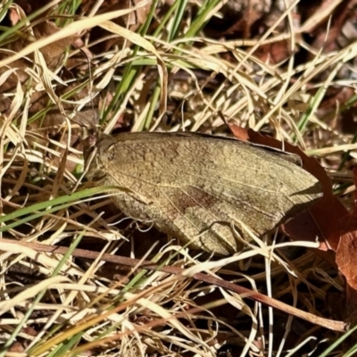 Heteronympha merope (Common Brown Butterfly) at Aranda, ACT - 23 Oct 2023 by KMcCue