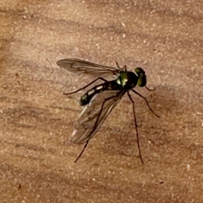 Heteropsilopus sp. (genus) (A long legged fly) at Aranda, ACT - 24 Oct 2023 by KMcCue