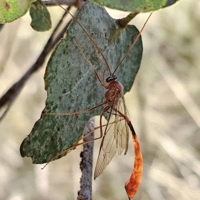 Enicospilus sp. (genus) (An ichneumon wasp) at Captains Flat, NSW - 24 Oct 2023 by Csteele4