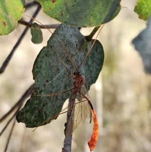 Enicospilus sp. (genus) at QPRC LGA - 24 Oct 2023