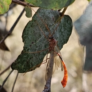 Enicospilus sp. (genus) at QPRC LGA - 24 Oct 2023