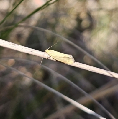 Philobota (genus) at QPRC LGA - 24 Oct 2023 by Csteele4