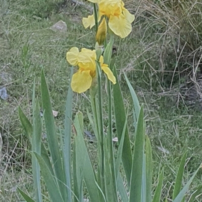 Iris germanica (Tall Bearded Iris) at Molonglo Gorge - 24 Oct 2023 by Melmc