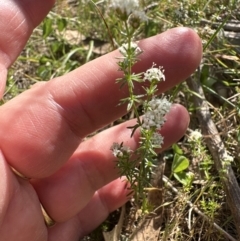 Asperula conferta (Common Woodruff) at Bruce, ACT - 24 Oct 2023 by lbradley