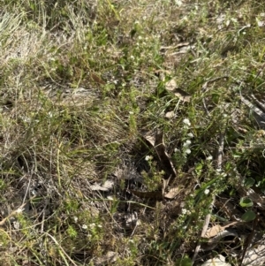 Asperula conferta at Bruce, ACT - 24 Oct 2023