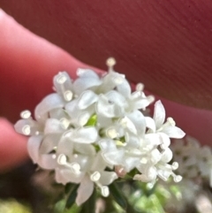 Asperula conferta at Bruce, ACT - 24 Oct 2023