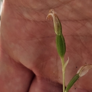 Bunochilus sp. at Cotter River, ACT - suppressed