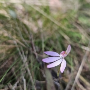 Caladenia carnea at Cotter River, ACT - 24 Oct 2023