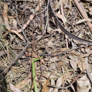 Caladenia sp. at Cotter River, ACT - 24 Oct 2023