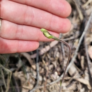 Caladenia sp. at Cotter River, ACT - 24 Oct 2023