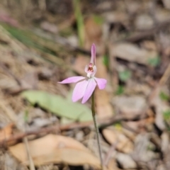 Caladenia carnea (Pink Fingers) at Cotter River, ACT - 24 Oct 2023 by BethanyDunne