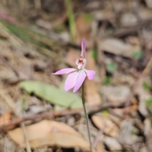 Caladenia carnea at Cotter River, ACT - 24 Oct 2023