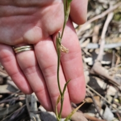 Bunochilus sp. (Leafy Greenhood) at Cotter River, ACT - 24 Oct 2023 by BethanyDunne