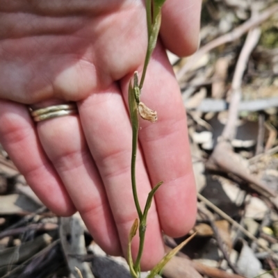 Bunochilus sp. (Leafy Greenhood) at Cotter River, ACT - 24 Oct 2023 by BethanyDunne