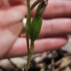 Bunochilus sp. at Cotter River, ACT - suppressed