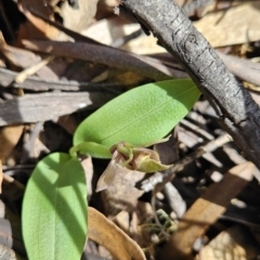 Chiloglottis valida (Large Bird Orchid) at Cotter River, ACT - 24 Oct 2023 by BethanyDunne