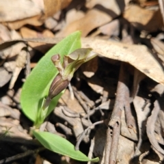 Chiloglottis valida at Cotter River, ACT - 24 Oct 2023