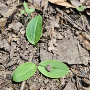 Chiloglottis valida at Cotter River, ACT - 24 Oct 2023