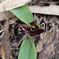 Chiloglottis valida at Cotter River, ACT - 24 Oct 2023