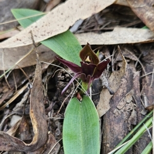 Chiloglottis valida at Cotter River, ACT - 24 Oct 2023