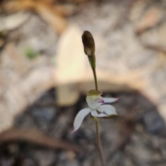 Caladenia moschata (Musky Caps) at Cotter River, ACT - 24 Oct 2023 by BethanyDunne