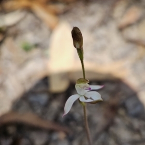 Caladenia moschata at Cotter River, ACT - suppressed