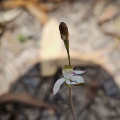 Caladenia moschata (Musky Caps) at Cotter River, ACT - 24 Oct 2023 by BethanyDunne