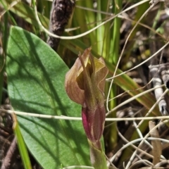 Chiloglottis valida (Large Bird Orchid) at Cotter River, ACT - 24 Oct 2023 by BethanyDunne