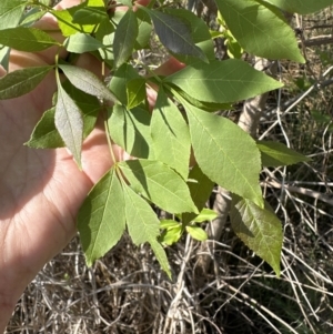 Fraxinus angustifolia at Bruce, ACT - 24 Oct 2023