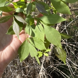 Fraxinus angustifolia at Bruce, ACT - 24 Oct 2023 04:09 PM