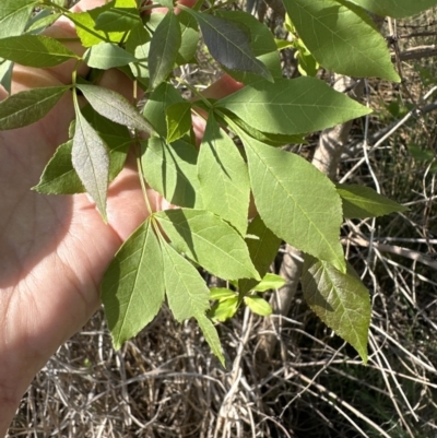 Fraxinus angustifolia (Desert Ash) at Bruce, ACT - 24 Oct 2023 by lbradley