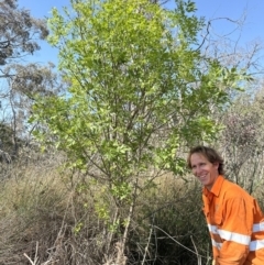 Fraxinus angustifolia at Bruce, ACT - 24 Oct 2023 04:09 PM